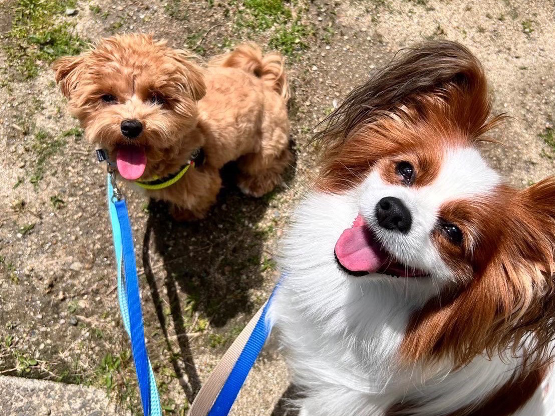 犬のしつけ方教室の写真０２