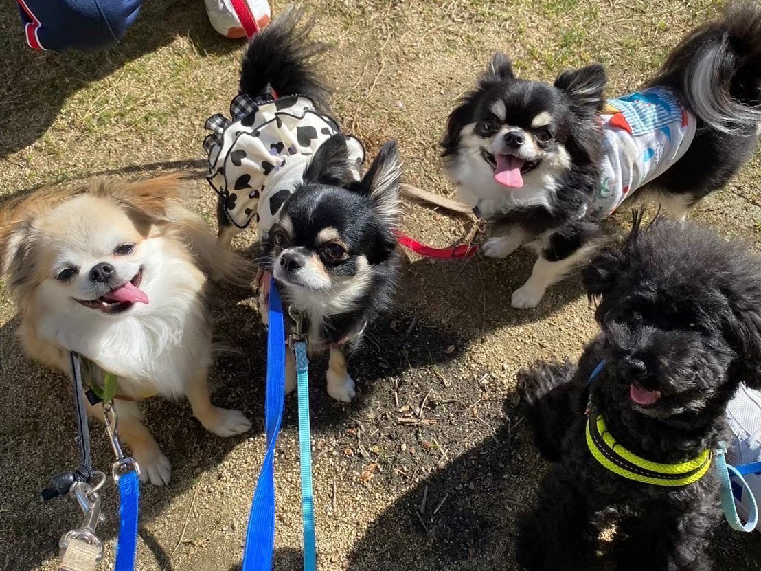 犬の幼稚園の写真０２