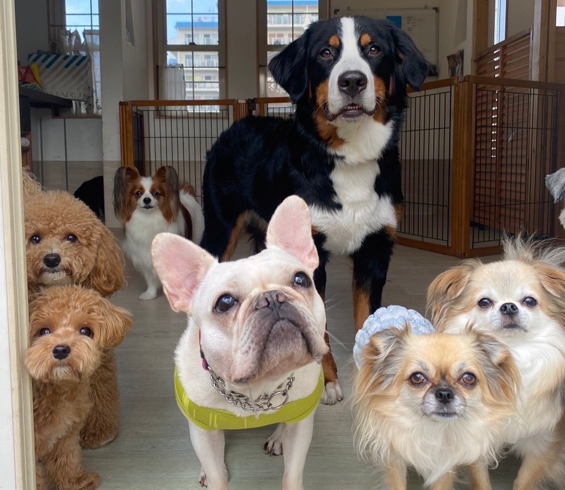 犬の幼稚園の写真０４